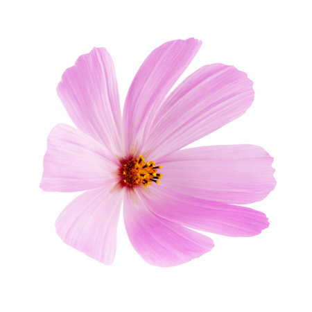 pink flower isolated on a white background.の写真素材