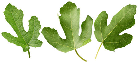set of fig leaves isolated on white background.