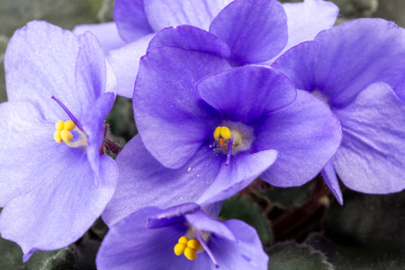 close up of violets .の写真素材