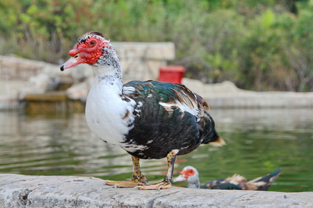 Muscovy duckの写真素材