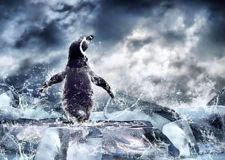 Penguin on the Ice in water drops.の写真素材