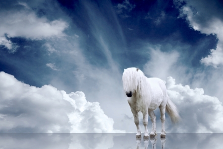 Predator stay on the sky backgroundの写真素材