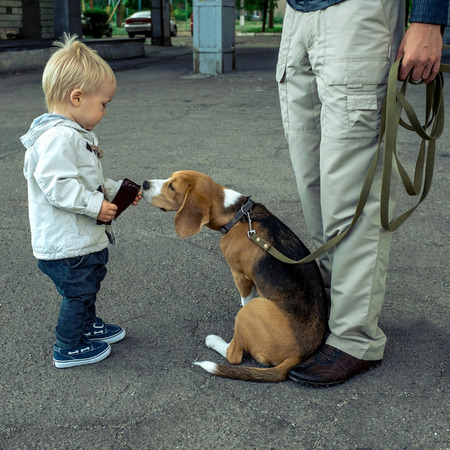 Child fun with beagle dog.の写真素材