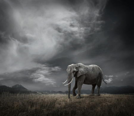Elephant with trunks and big ears outdoor under sunlight.の写真素材