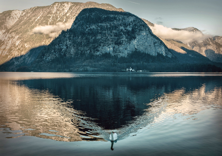 Mountains lake at Austrian Alps. White swan swim on lake in Hallstatt at winter time.の写真素材
