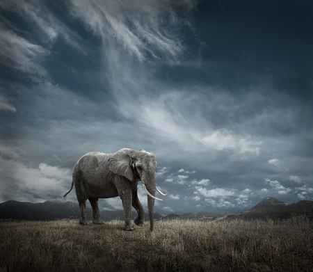 Elephant with trunks and big ears outdoor under sunlight.の写真素材