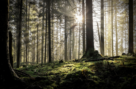 Beautiful forest view at morning. Sun peeps out through the trees with long shadows on the green grass.の写真素材