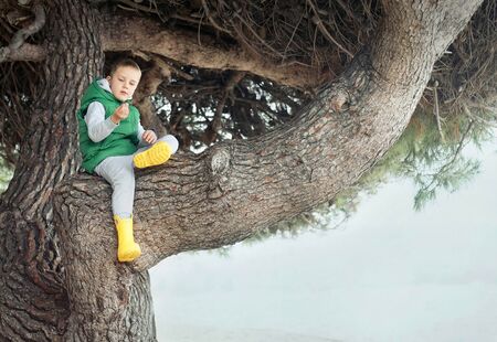 Happy childhood, little boy sit on a tree on a sunny day, family vacationsの写真素材