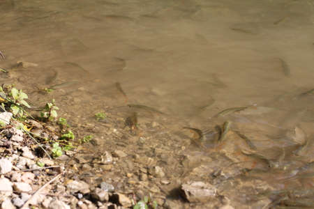 big and small fish, duck with his mother, love and happiness