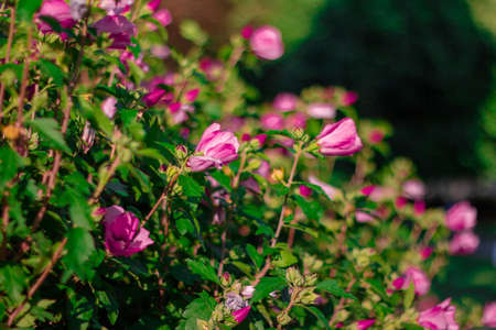 multicolored garden of exotic and beautiful flowers