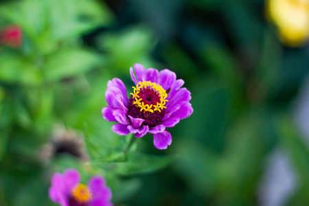 multicolored garden of exotic and beautiful flowers