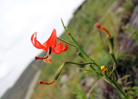 Lilium martagon and Misumena vatia on the slopes of the mountains in Khakassia.の写真素材