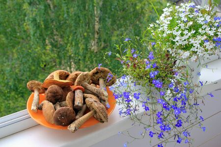 Porcini and Boletus. Beautiful blue and white Lobelia.の写真素材