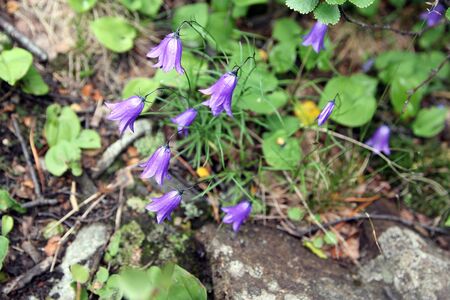 Amazing harebell flowers (Campanula rotundifoliain) the mountains of Khakassia. Russia. Close-up.の写真素材