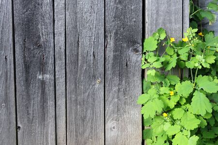 Old wooden background with healing plant Celandine. In Russia and the Baltic States Celandine is known as 'chistotel bolshoy', chistotel meaning cleansing and bolshoy meaning very strong.の写真素材