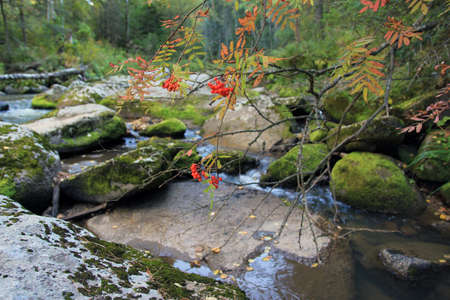 The fruits and foliage of mountain ash are traditionally used for cooking dishes and drinks. This plant was widely used in folk medicine.の写真素材