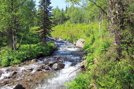 Forest landscape with a mountain river in Khakassia. Russiaの写真素材