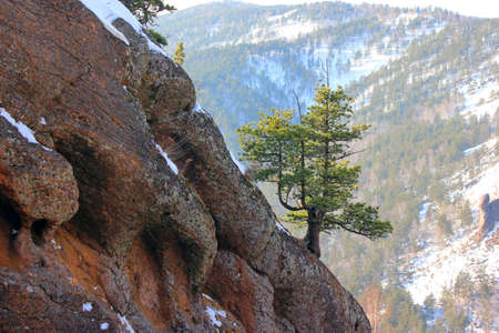 A lone pine tree on a rock in the Stolby National Park in Krasnoyarsk.の写真素材