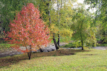 Autumn landscape on the bank of the Belokurikha river in mountainous Altai. Russia.の写真素材