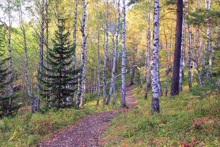 A path in the autumn mixed forest illuminated by the rays of the setting sun. Resort Belokurikha. Altai region.の写真素材