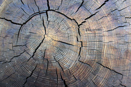 Cross section of an old tree with growth rings.の写真素材