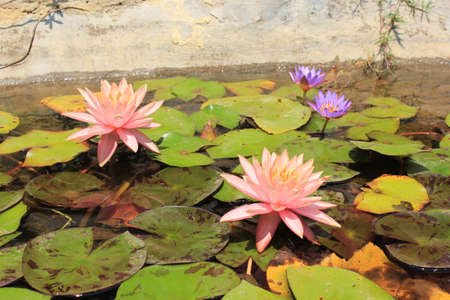 Blooming water lilies in a garden pond. Vietnam. Mui Ne.の写真素材