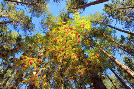 Rowan with berries on a sunny day in the forest.の写真素材