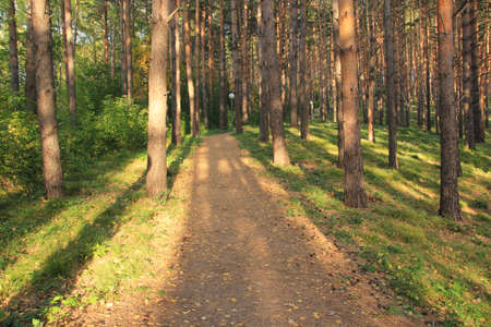 Pinery. Hiking trail. Belokurikha resort. Altai region. A wonderful place to walk.の写真素材