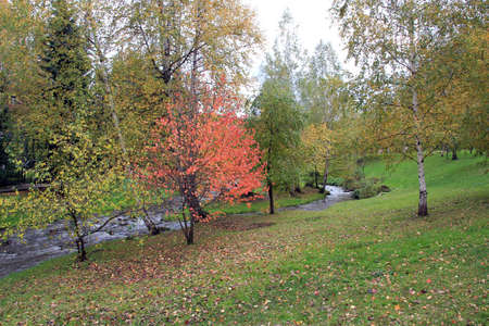 Autumn landscape on the bank of the Belokurikha river in mountainous Altai. Leaf fall. Russia.の写真素材