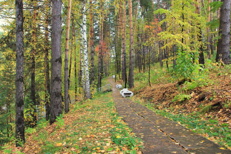 Walking path in the park. Resort Belokurikha. Altai region. Russia. A wonderful place to stay.の写真素材