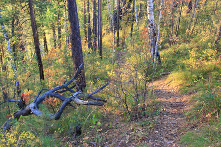 forest path. Belokurikha resort. Altai region. Russia. A wonderful place to walk.の写真素材