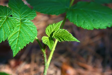 Young plantsの写真素材