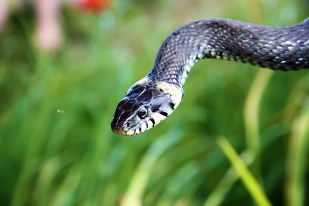 snakeの写真素材