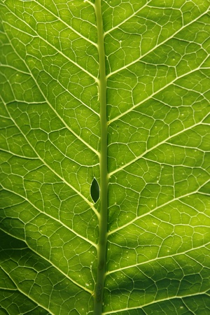 Macro photo of a green leaf with an interesting texture.の写真素材
