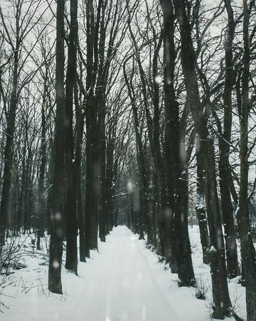 Path in the forest in winter day. Snowingの写真素材