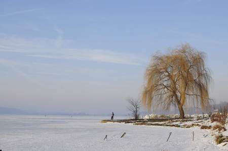 Lonely tree near the frozen lake in winter cold day.の写真素材