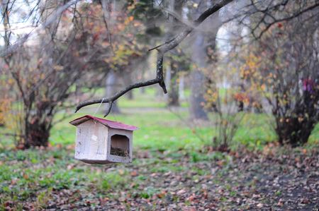 Handmade bird feeders hanging on the branch in autumn day.の写真素材