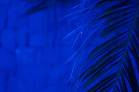 Color of the year 2020 classic blue background of palm leaf.の写真素材