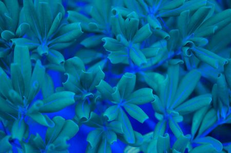 Interesting plants of neon classic blue background. Color of the year 2020.