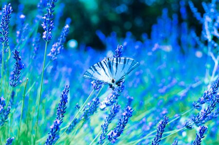 Butterfly sitting on the lavender in the field toned by classic blue color of the year 2020の写真素材