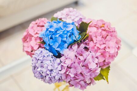 Pink, purple, blue hydrangea top view on white backround