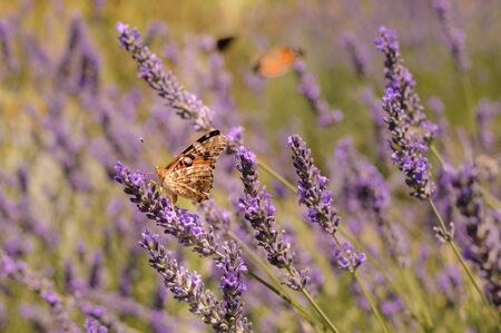 Butterfly sitting on lavender. Beautiful purple lavender field in botanic garden
