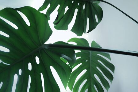 A close up of monstera homeplant tree with sunlight. Palm tree inside.