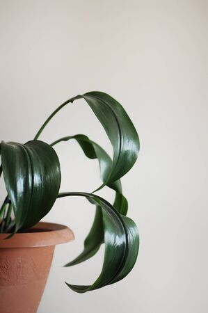 Beautiful eucharis home plant. Modern style interior design with place for textの写真素材