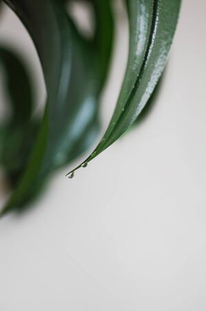 Close up of water drop on eucharis leaves. Modern clean interior with home plant with empty copy space for text.の写真素材