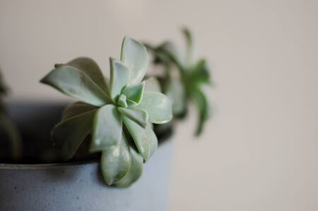 Close up of succulent office home plant. Modern style interior. Place for textの写真素材