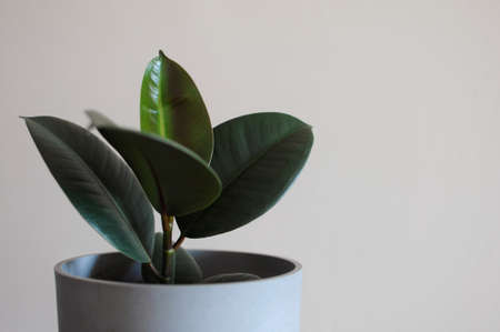 Minimal creative home decor concept of young Ficus Elastica tree in grey pot.の写真素材