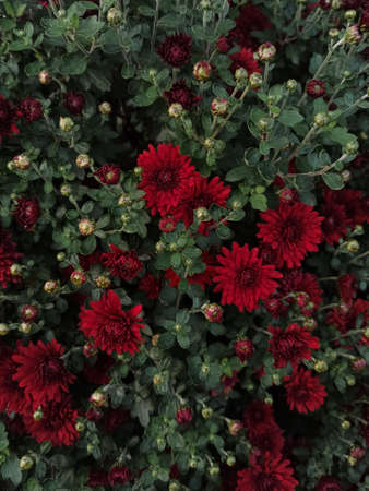 Bush of red chrysanthemum flowers background. Beautiful vertical wallpaper
