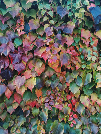 Autumn ivy leaves background. Fall wallpaper.