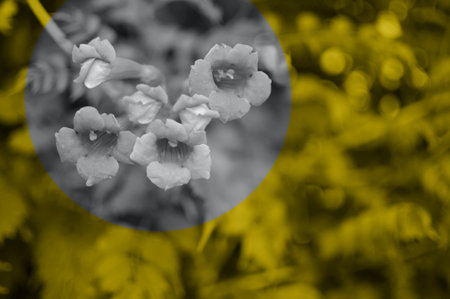 Color 2021 illuminating yellow and ultimately gray background of flower